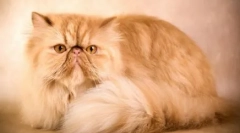 Kako se nositi s cat chotenums: pregled sredstava i alata